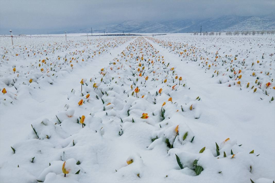 Ünlü lale bahçesi bu yıl bambaşka bir görsel şölen sunacak 4